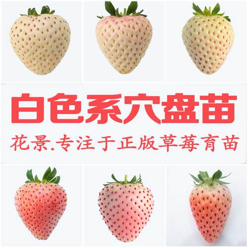 花景淡雪桃熏天使AE粉玉2