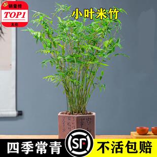 米竹盆栽丛生凤尾竹观音竹庭院植物阳台水培绿植好养盆景青竹子苗