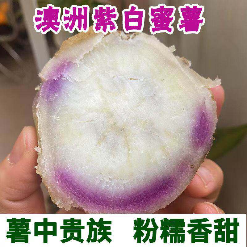 澳洲紫白红薯苗蜜薯苗脱毒原种地瓜秧子板栗红薯秧紫霞仙子红薯苗