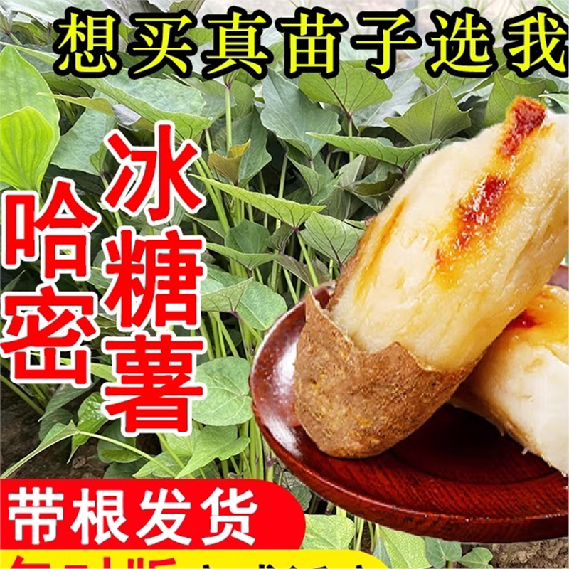 红薯苗秧高淀粉哈密薯苗淀粉薯西瓜红蜜薯板栗薯白心冰糖薯地瓜苗