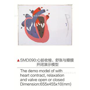 SMD090心脏收缩、舒张与瓣膜开闭演示模型