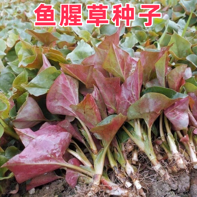 鱼腥草种子折耳根种籽根种苗新鲜盆栽四季贵州云南四川野菜种,鲜花速递/花卉仿真/绿植园艺,种苗/半成品盆栽,淘宝优惠券,粉丝福利购,淘宝优惠卷