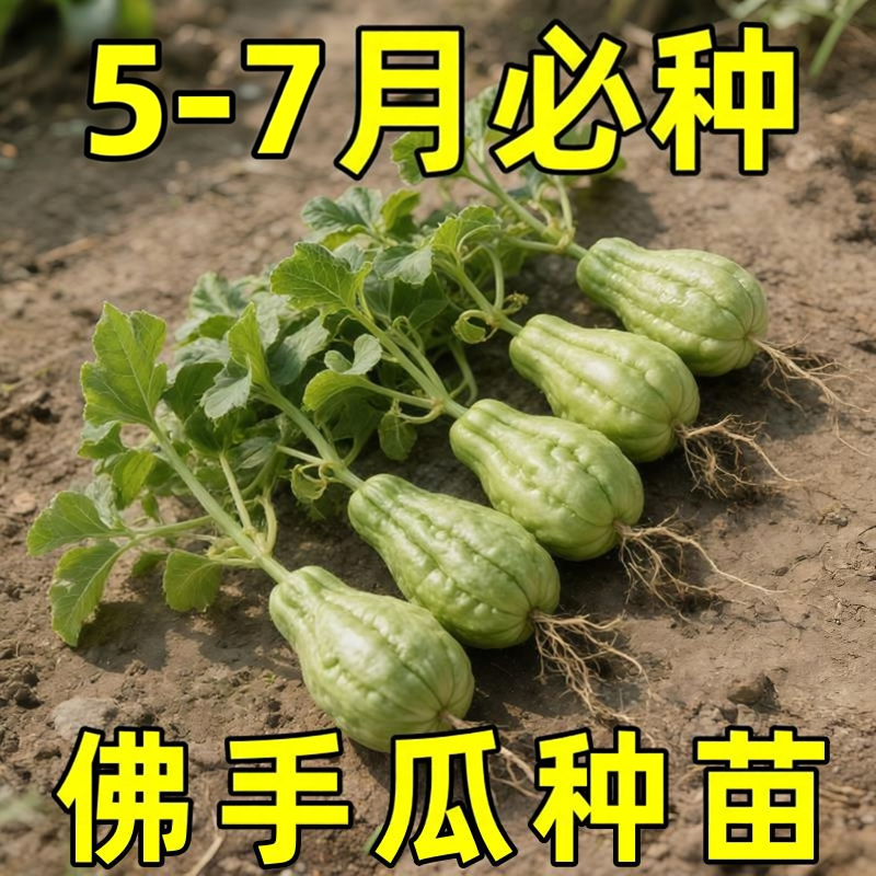 佛手瓜种瓜苗带土带叶四季龙须菜种子新鲜早熟扶手瓜春季种植苗