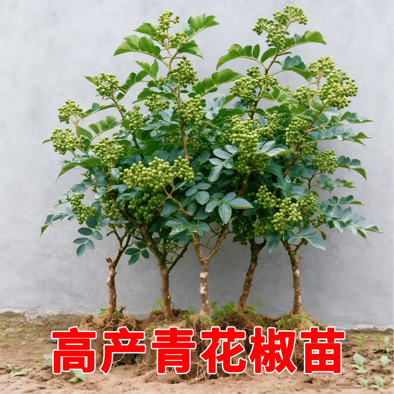 正宗四川汉源藤椒树苗青花椒椒无刺花椒绿花椒麻椒苗花椒苗树地栽