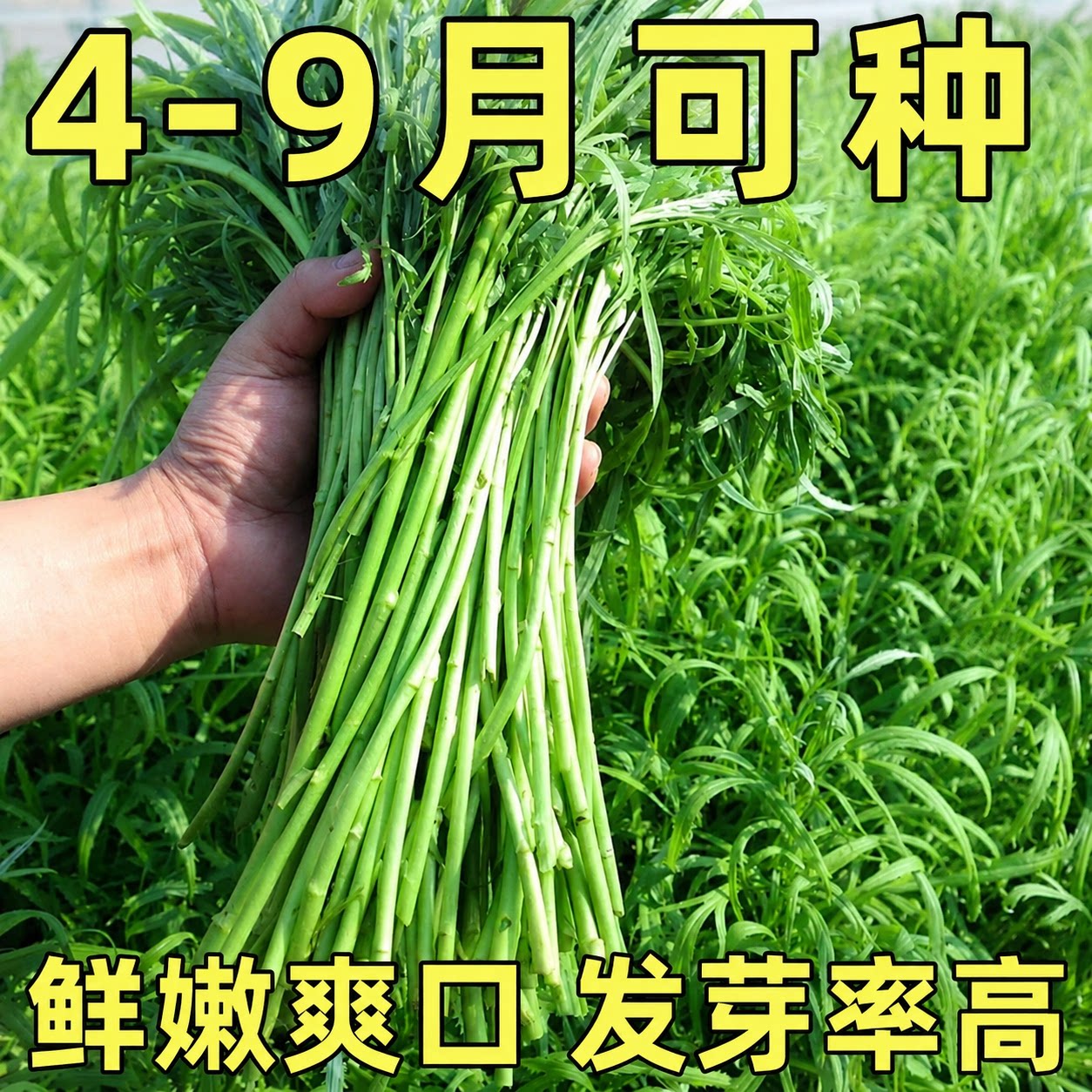 南京特产芦蒿种子四季种植