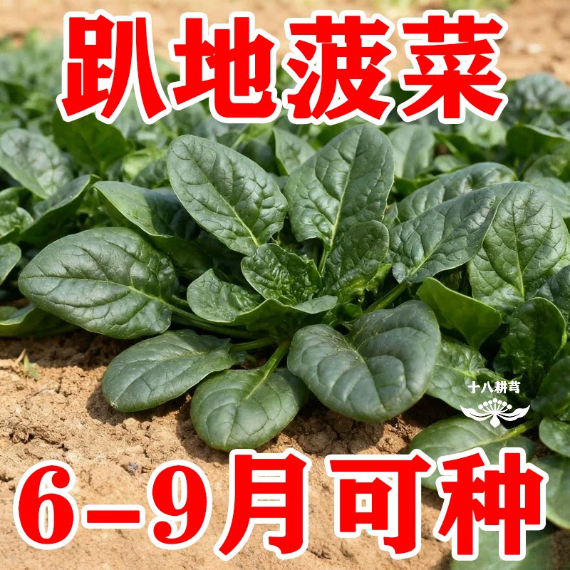 趴地菠菜种子南北方种植四季波菜种籽孑青菜籽种冬季耐寒蔬菜种子