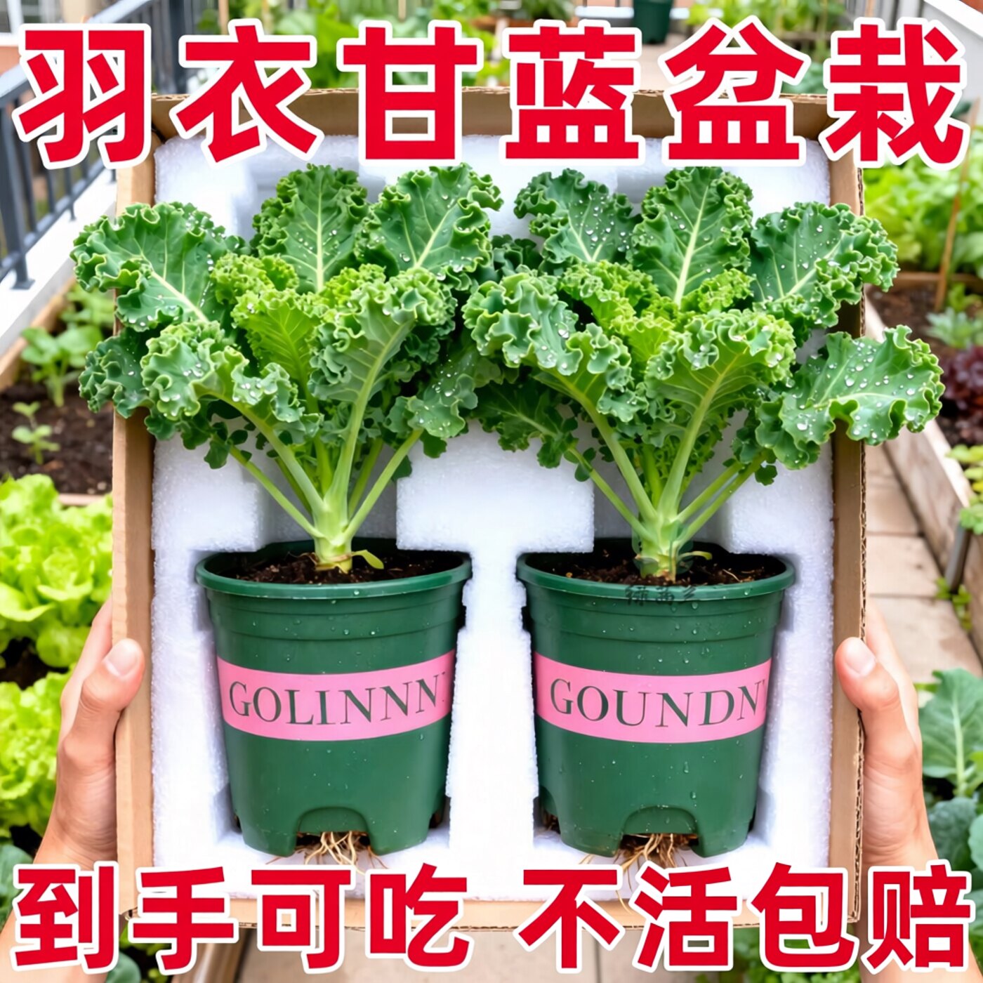 精品绿羽衣甘蓝盆栽大苗超耐寒可食用蔬菜观赏绿植易成活家庭阳台