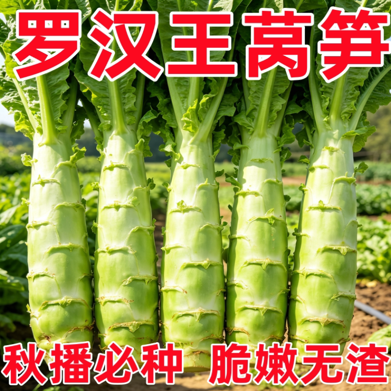 泰国罗汉王莴笋种子四季播耐热