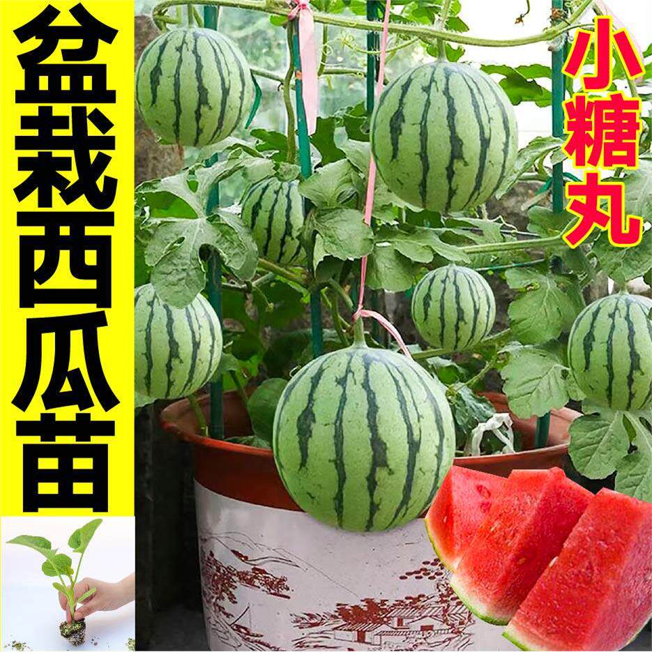 寿光盆栽小西瓜苗红黄瓤多汁