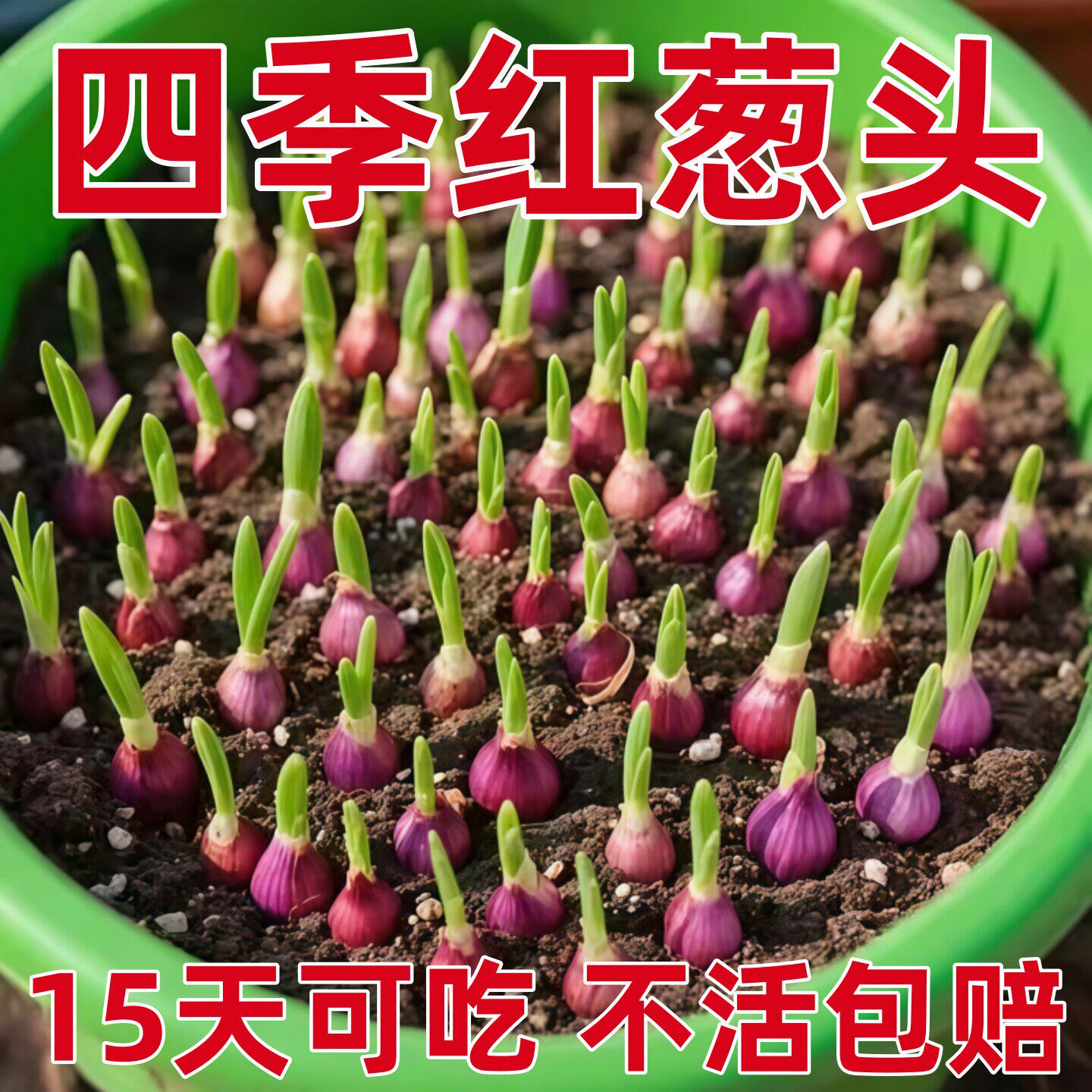 四季小香葱种头四川葱种葱种子种籽小葱葱头红葱本地火葱头种