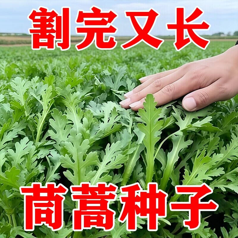 皇帝菜中叶茼蒿种子青菜种籽春菊菜种茼蒿菜种籽种四季蔬菜孑菜籽
