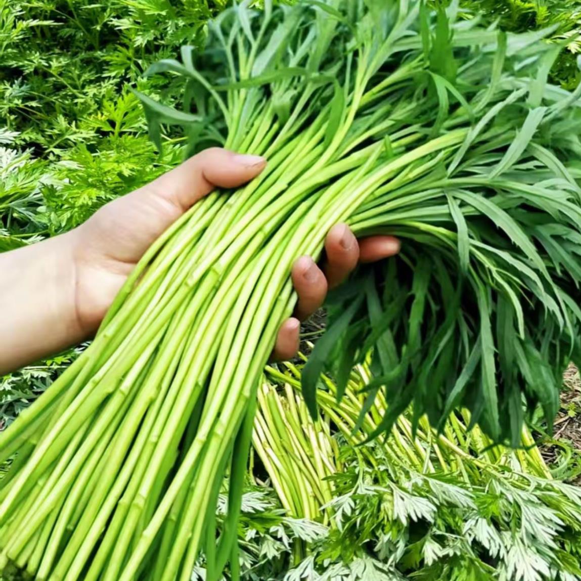 美味芦蒿黎蒿种子野菜种籽