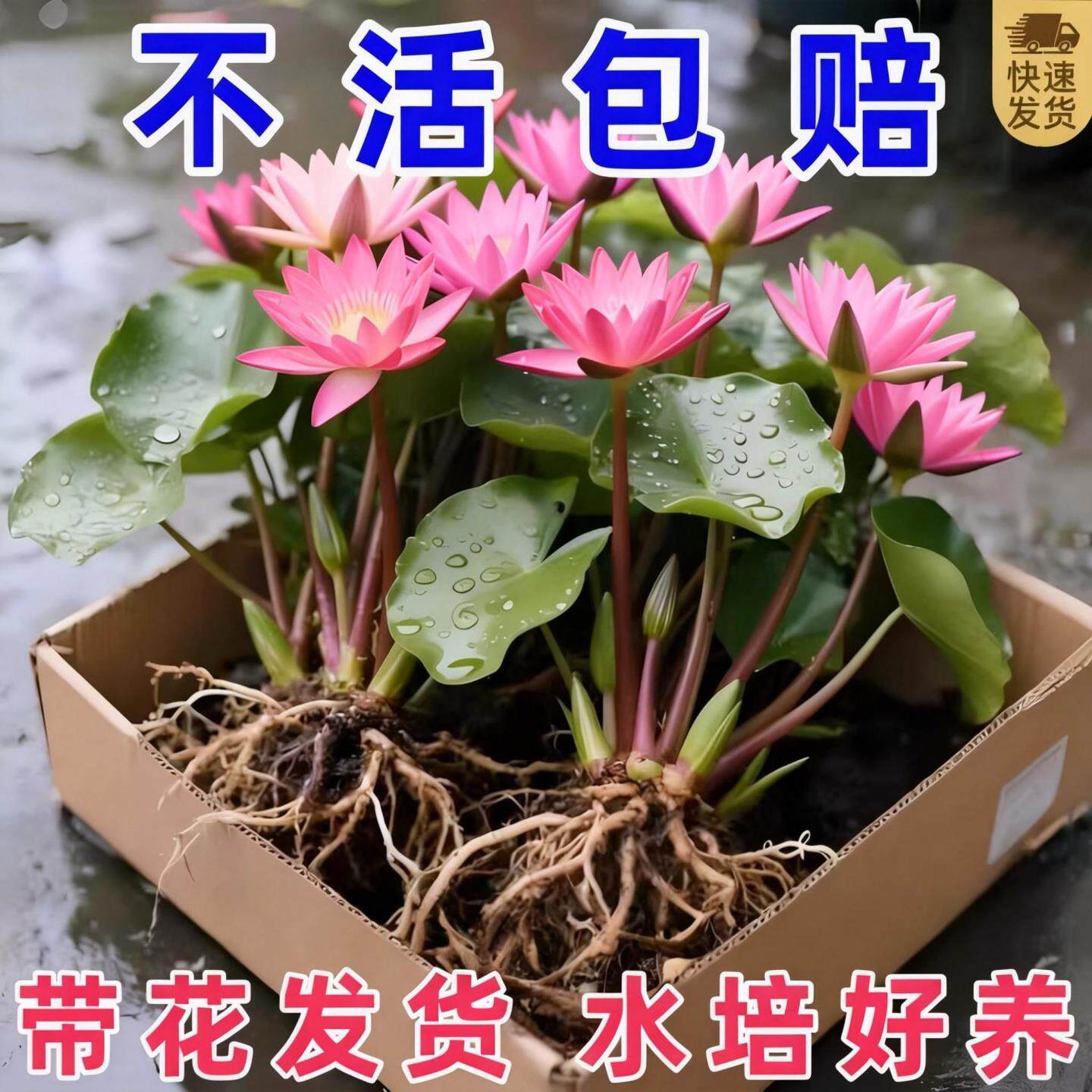 当季开花带苞睡莲水培池塘鱼缸