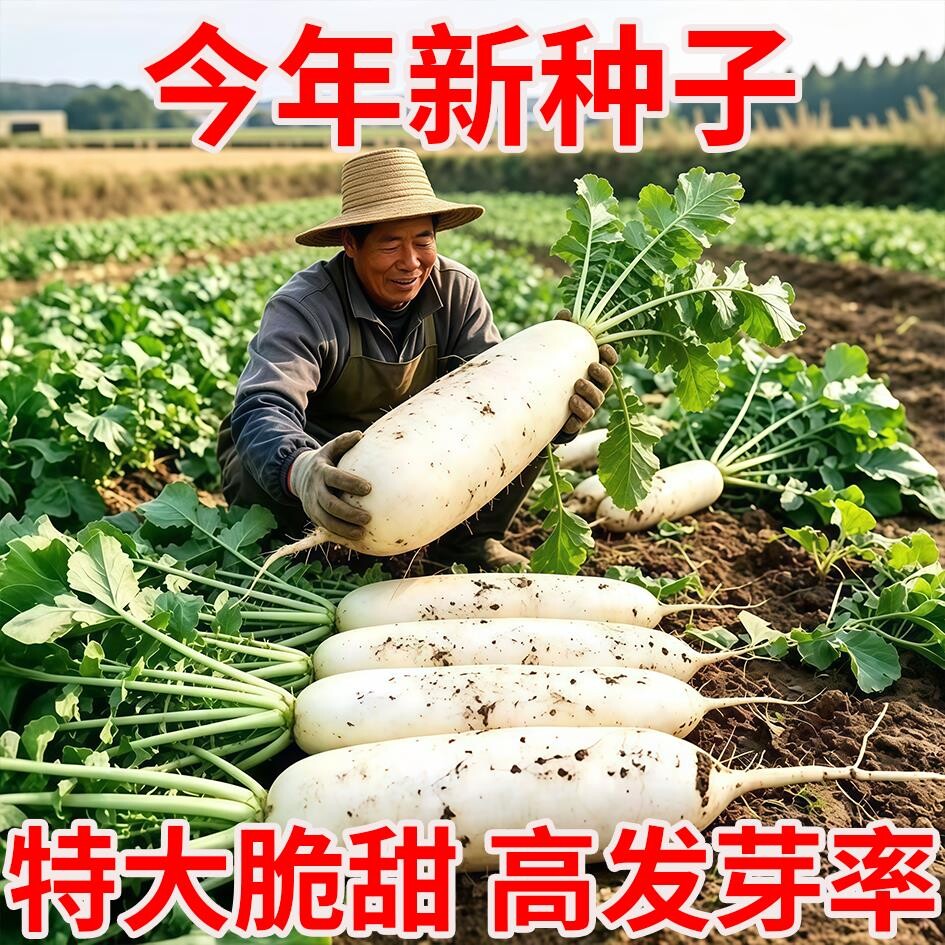 韩国白玉春萝卜种子九斤王四季