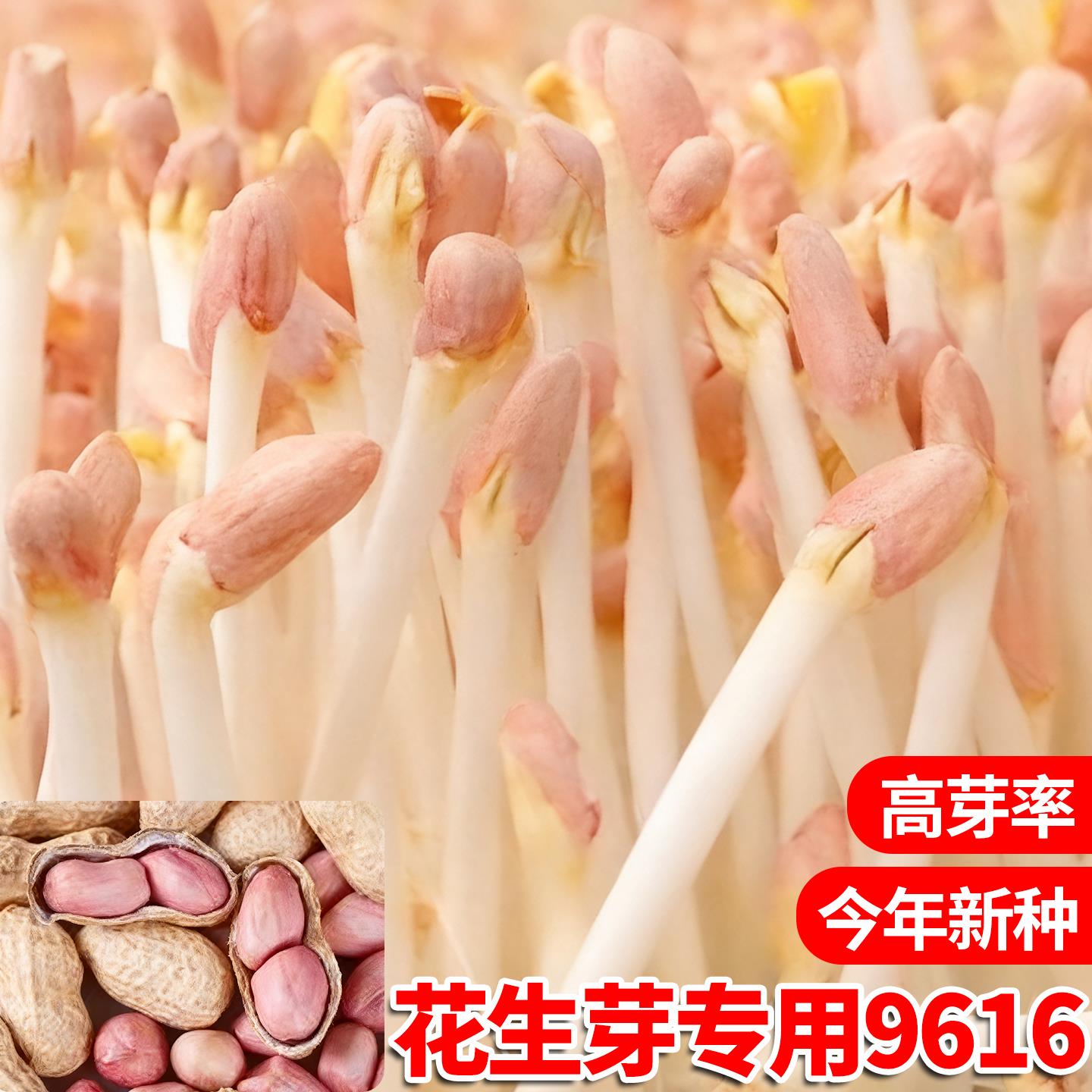 花生芽种子手剥山东大花生米花育9616水培带壳新花生芽苗菜盆栽
