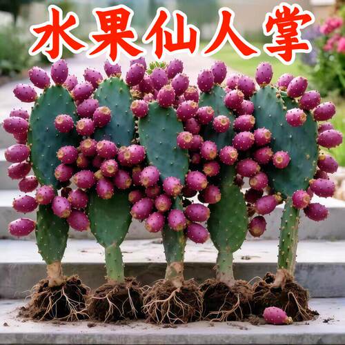 云南云钻大红果仙人掌会开花结果