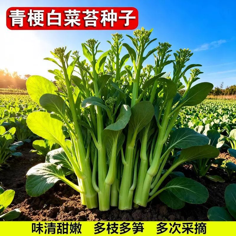 奶油白菜苔菜心种子四季速生正宗老品种耐寒甜脆早熟高产优质蔬菜