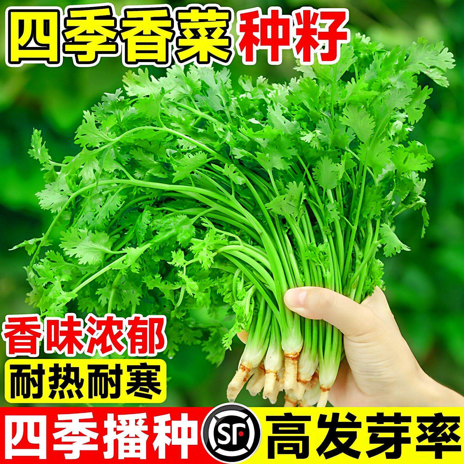 四季耐寒农家老品种香菜籽