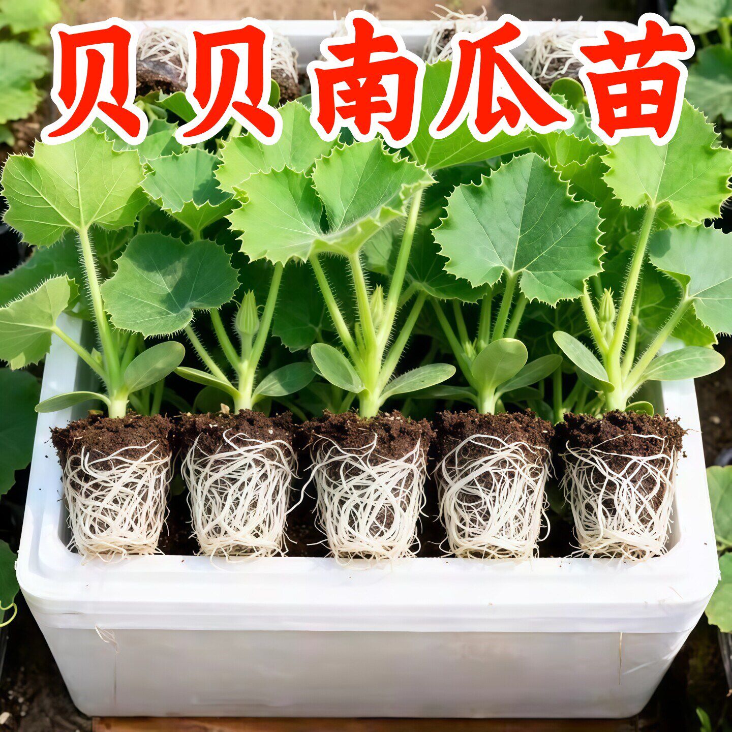 正宗贝贝南瓜苗带土高产香甜
