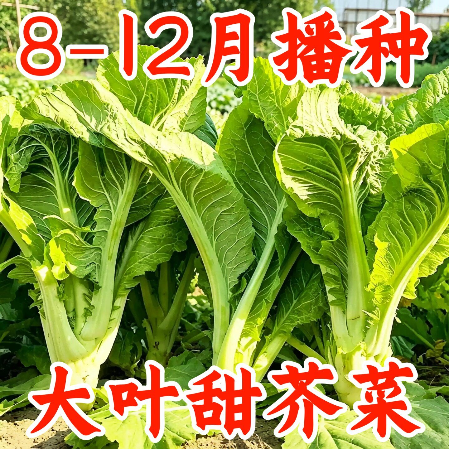 南方大叶甜芥菜种子高产腌酸菜
