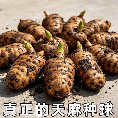 【大个头】正宗天麻种植苗种子高产种球0代1种新鲜现挖室内外阳台