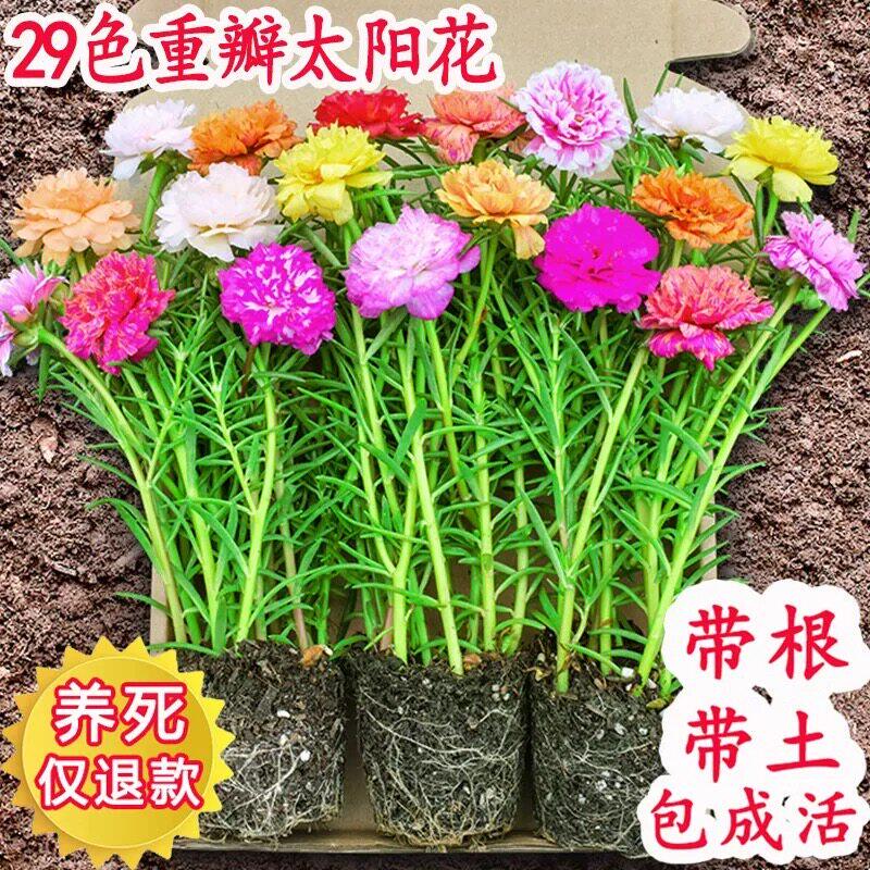 太阳花重瓣混色盆栽带根易养