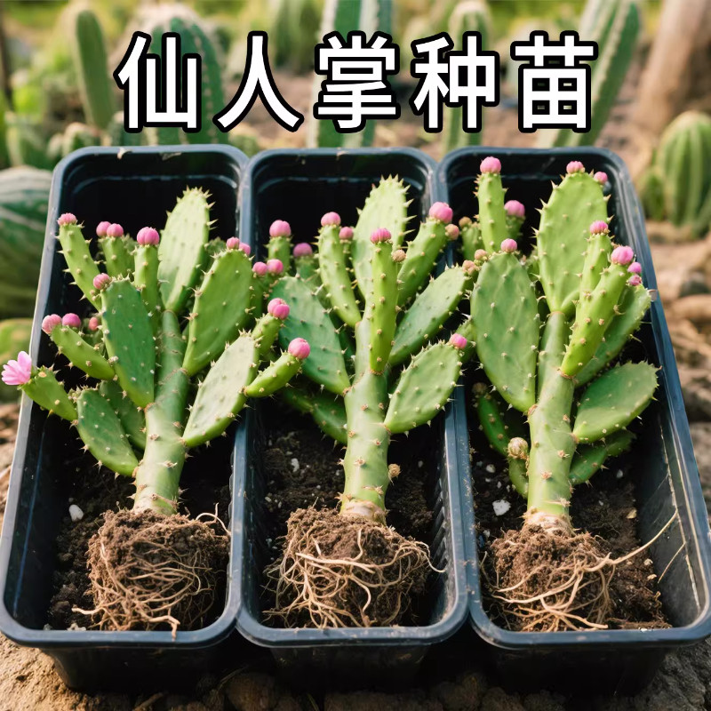 正宗仙人掌种苗盆栽可食用药用仙人掌多肉植物盆栽千手观音绿植群
