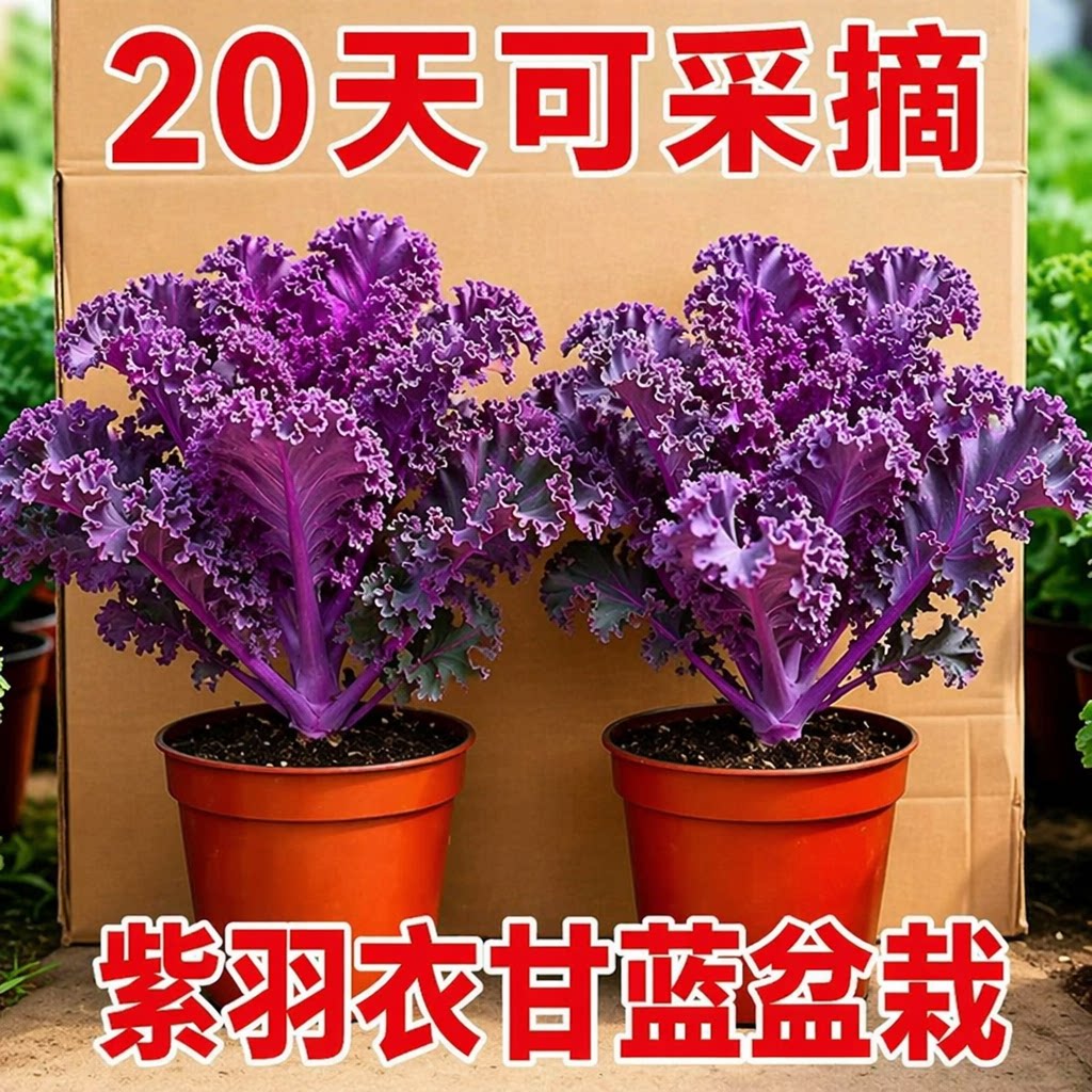 紫羽衣甘蓝盆栽大苗超耐寒可食用蔬菜观赏绿植易成活家庭阳台园艺