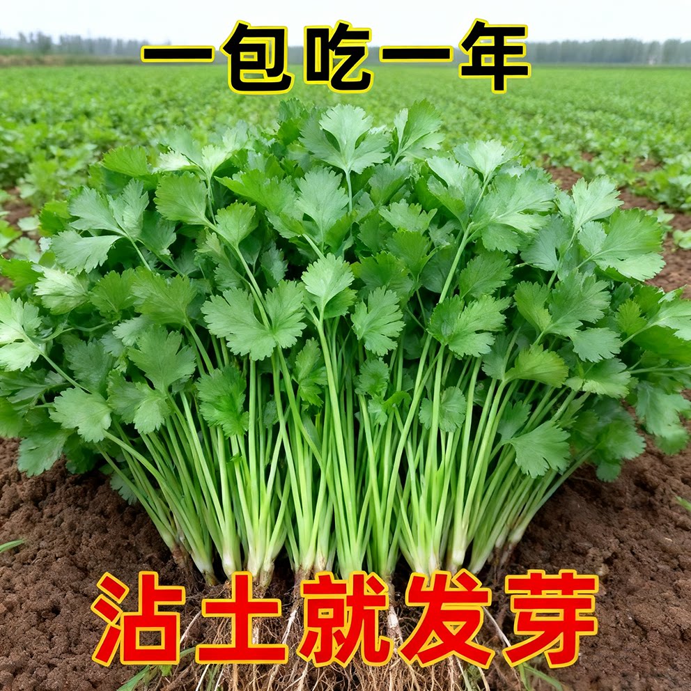 耐寒耐热速生大叶香菜种子