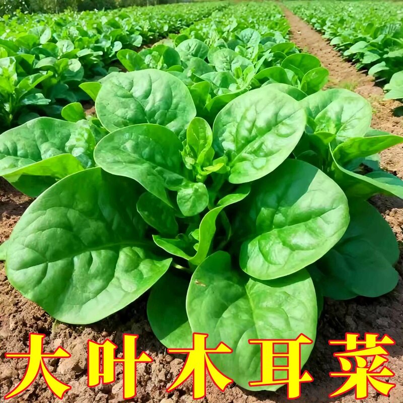 大叶木耳菜种子四季种速生豆腐菜种籽春夏秋阳台盆栽田园蔬菜种子