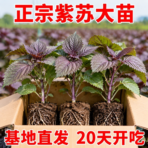 全紫紫苏苗现摘现发盆栽可食用