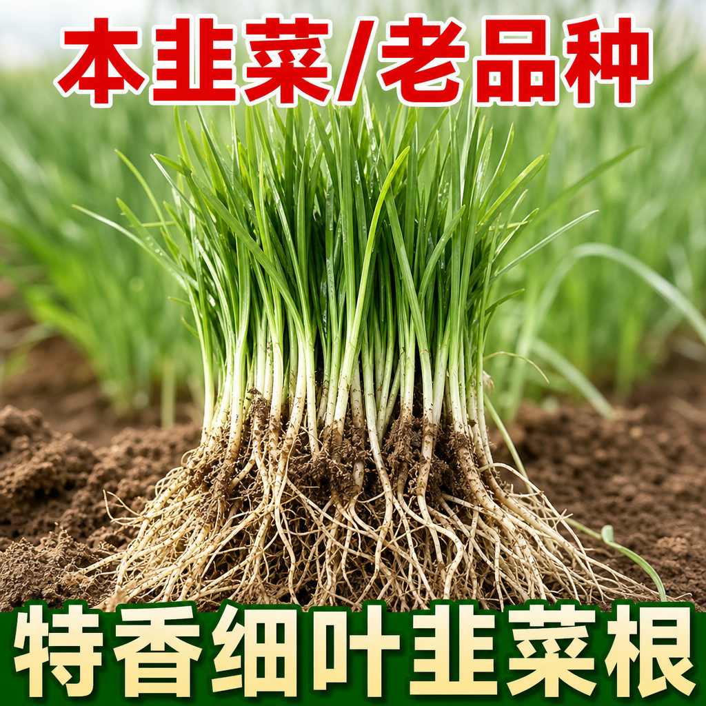 本地土老品种紫红根香韭菜苗