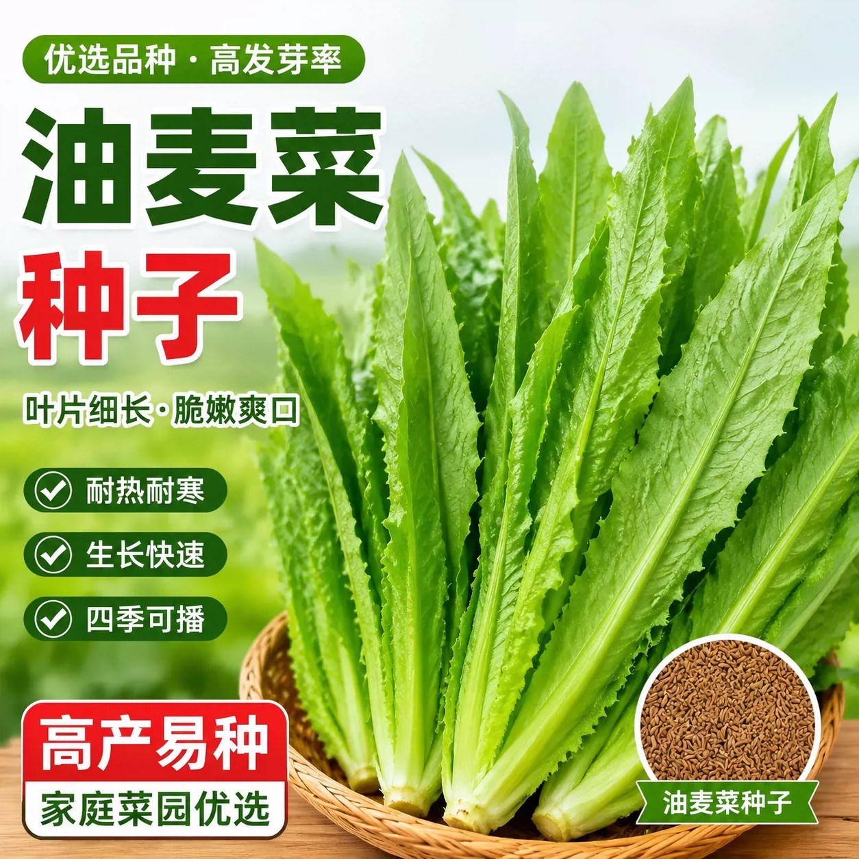 耐热大叶油麦菜种子四季阳台盆栽