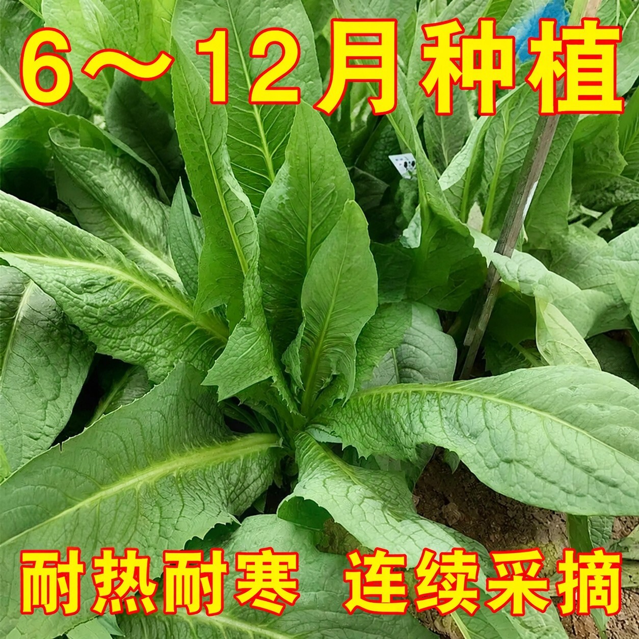 高州唛甜麦菜种子圆叶甜麦菜大宽叶苦麦菜耐热蔬菜种子耐高温青菜
