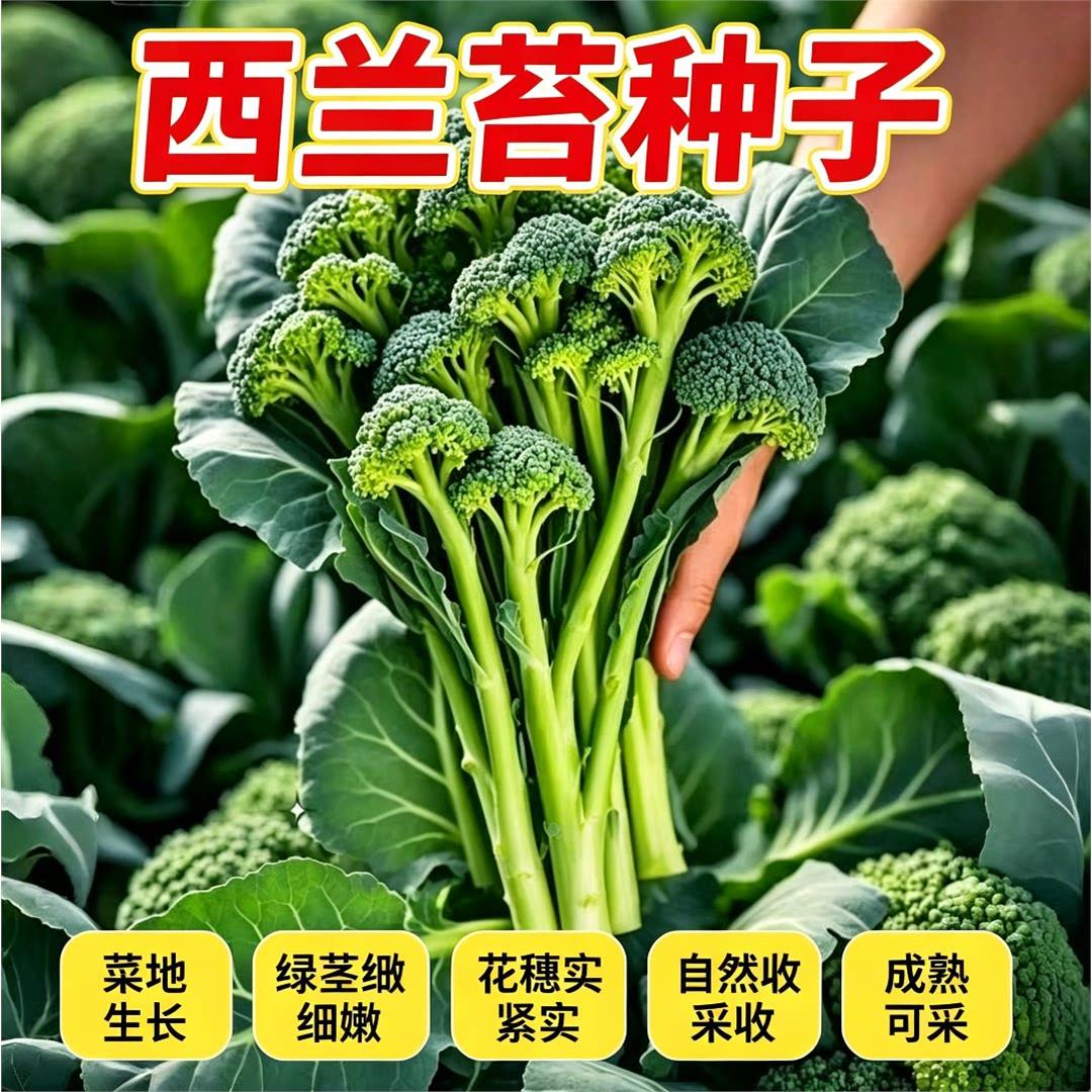 【今年新种】美味西兰苔种子营养西兰花菜种子抽苔花菜苔