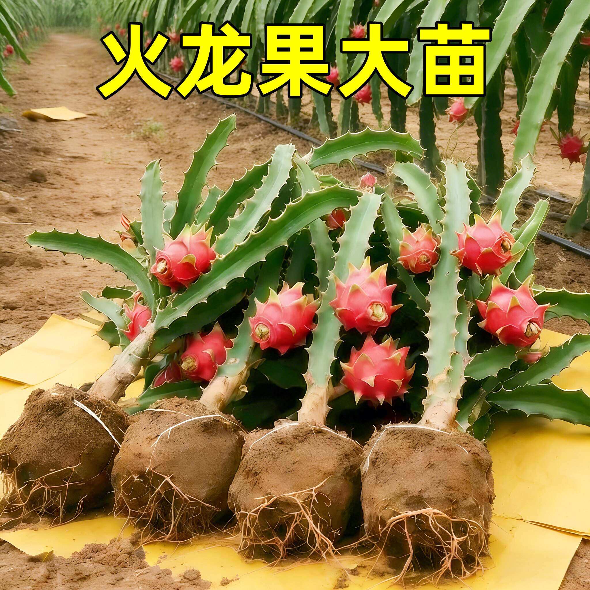 火龙果树果苗盆栽四季结果南北方种植白心黄金燕窝红心红肉火龙果