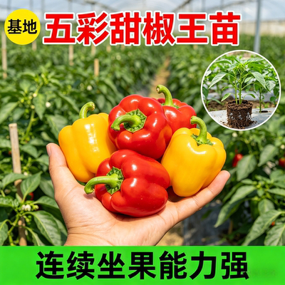 五彩甜椒苗四季盆栽大果甜椒