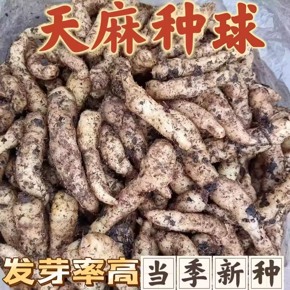 人工培育现挖新鲜天麻种散装1代天麻种苗乌红杂交0代种球种植
