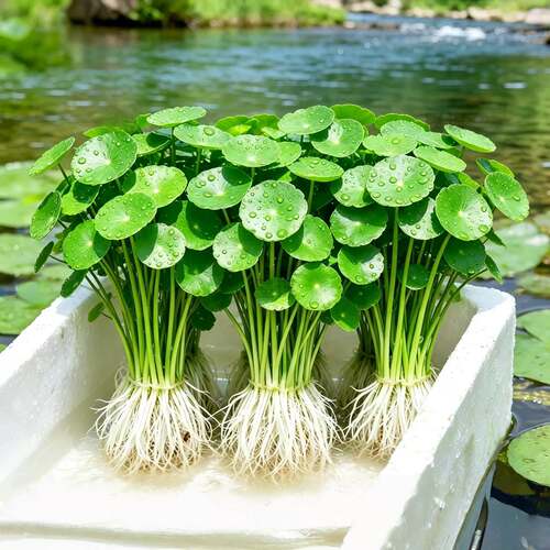 大叶铜钱草水培植物室内好养鱼缸水草专用水养金钱草花卉绿植盆栽