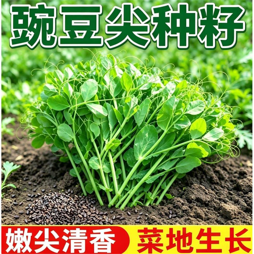 豌豆尖豌豆苗四季易种盆栽种子