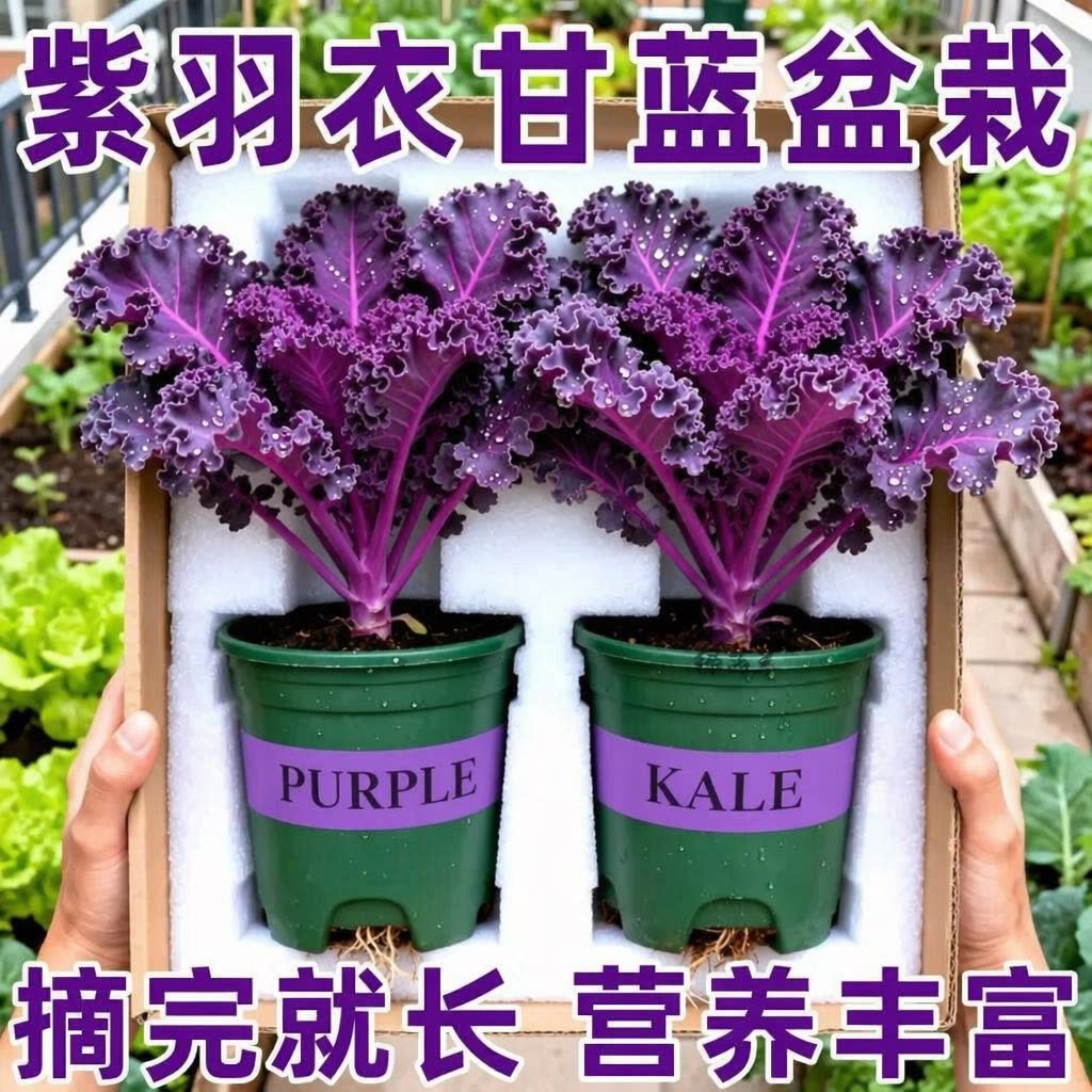 紫羽衣甘蓝盆栽大苗超耐寒可食用蔬菜观赏绿植易成活家庭阳台园艺