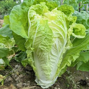 奶油快菜种子黄心大白菜小白菜菜籽速生耐寒秋冬四季阳台蔬菜种子