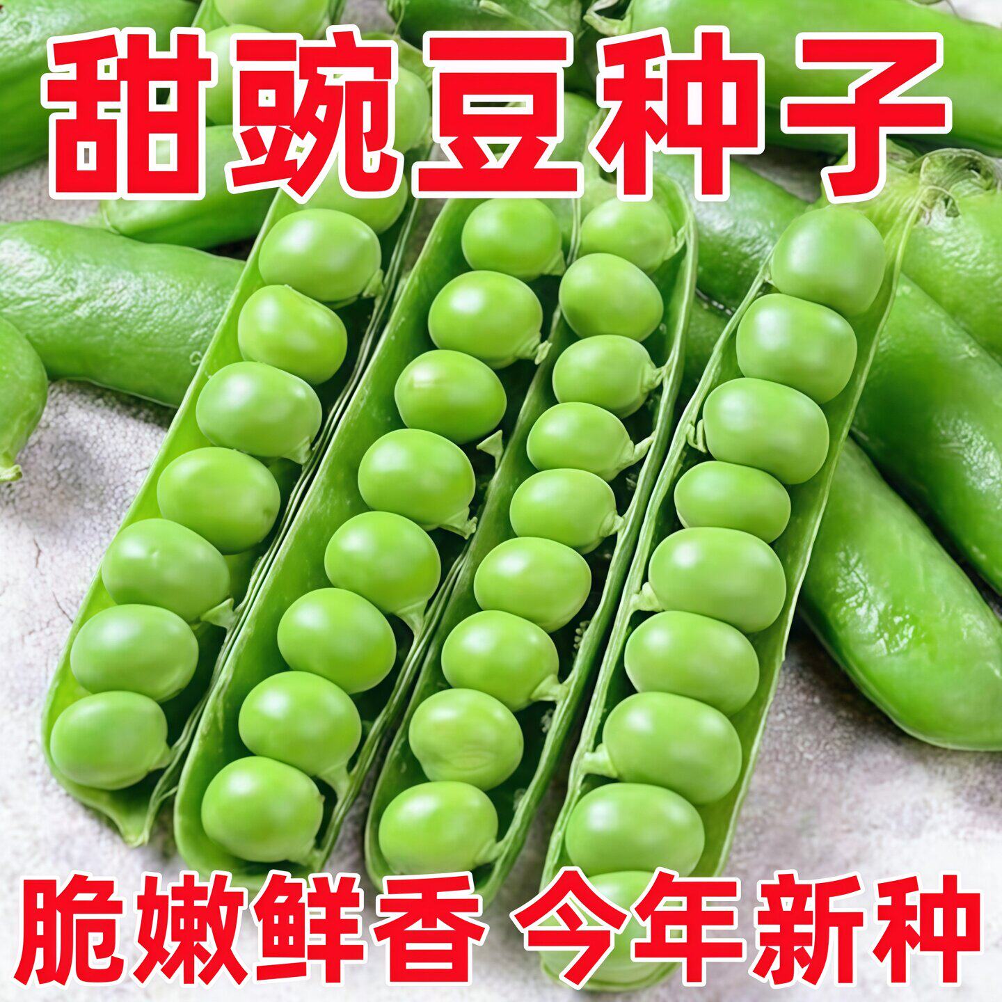 甜脆荷兰豆种子四季播豆尖专吃
