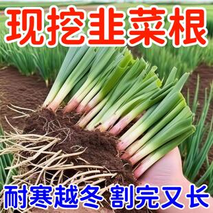 【好养韭菜根】大宽叶红根独根红韭菜根苗庭院阳台盆栽四季好养
