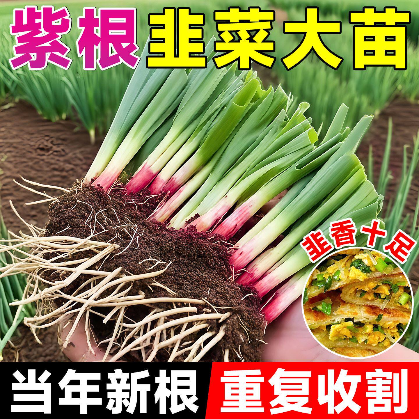 四季现挖带土有机紫根韭菜苗