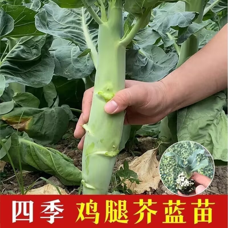 甜脆鸡腿芥蓝秧苗高产四季阳台