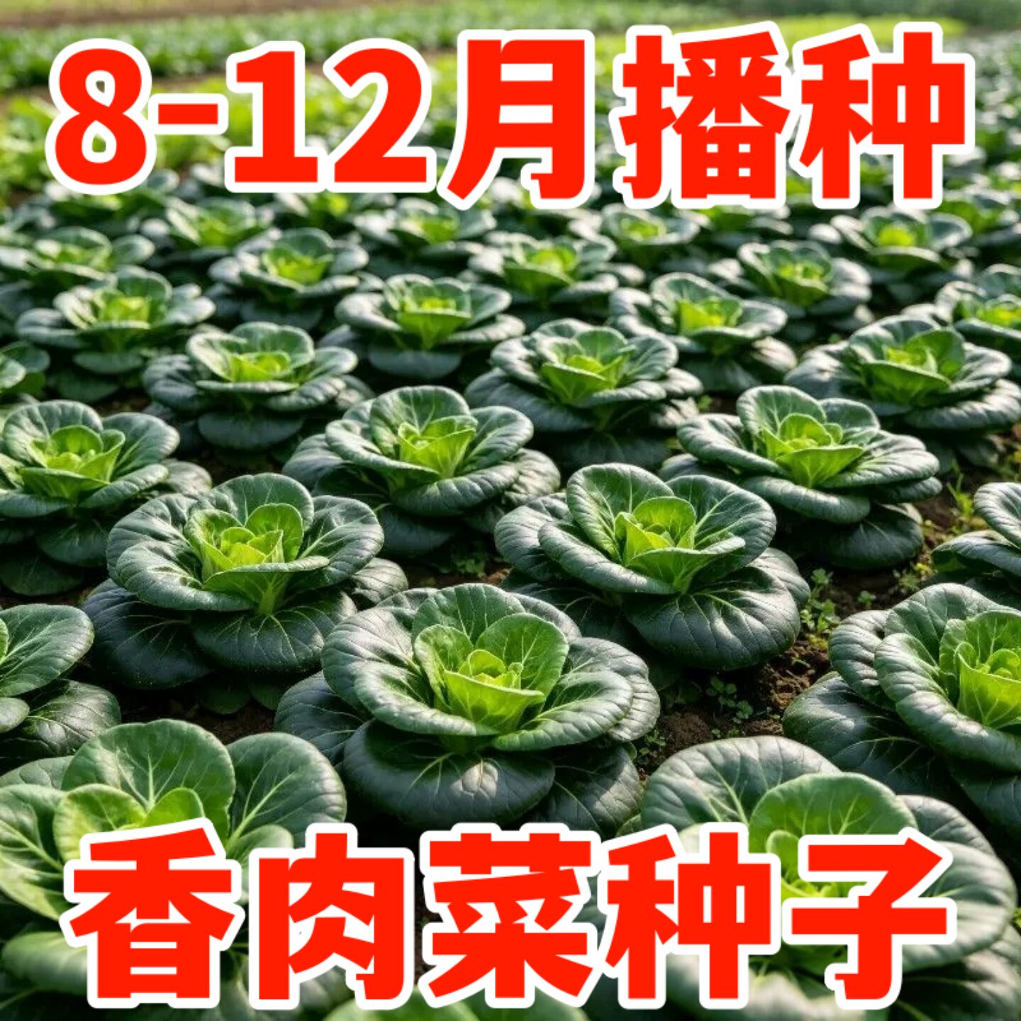 好吃香肉菜种子耐热耐寒春秋播
