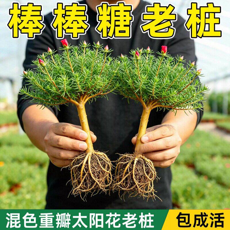 进口太阳花老桩盆栽重瓣大花好养