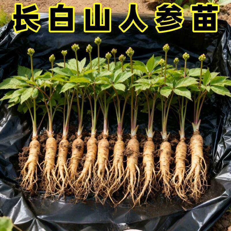 人参活苗盆栽人参苗带土长白山人参苗子种植带盆种苗野山参幼苗