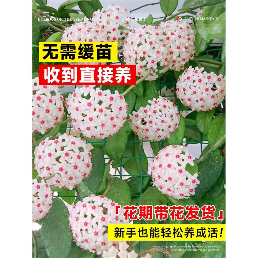 球兰带花大苗羊脂玉球兰花盆栽贝拉卷心叶攀援爬藤植物多季开花卉
